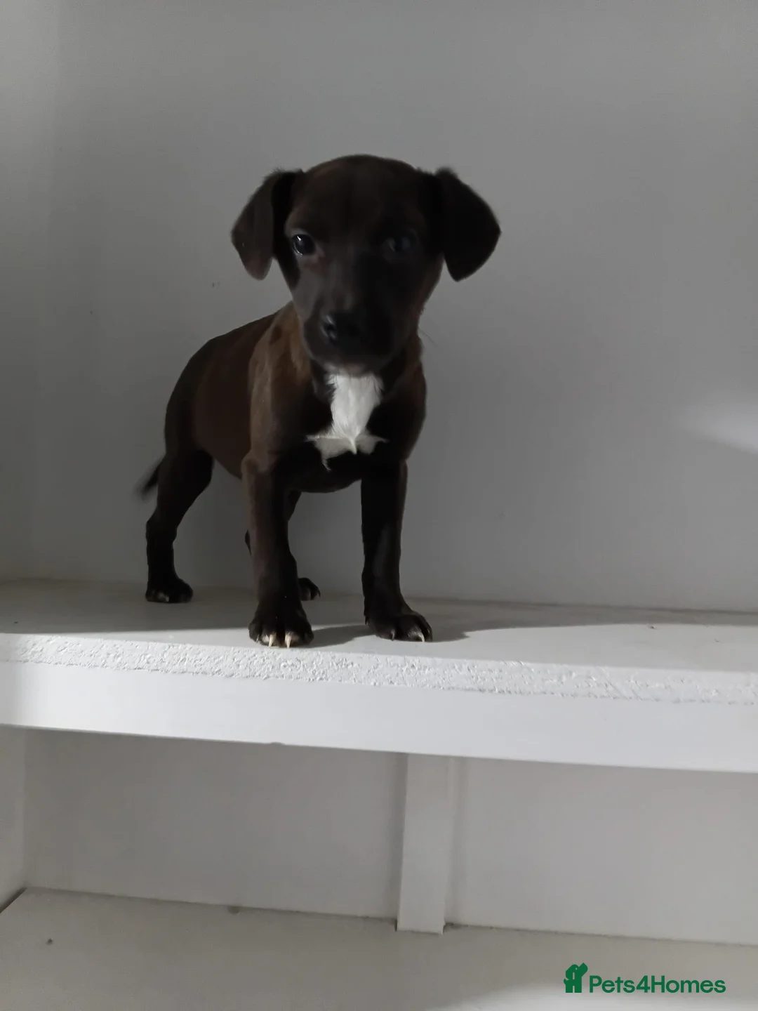 Labrador Retriever dogs for sale: two amazing labrador puppies  in Kilmarnock - Advert 11