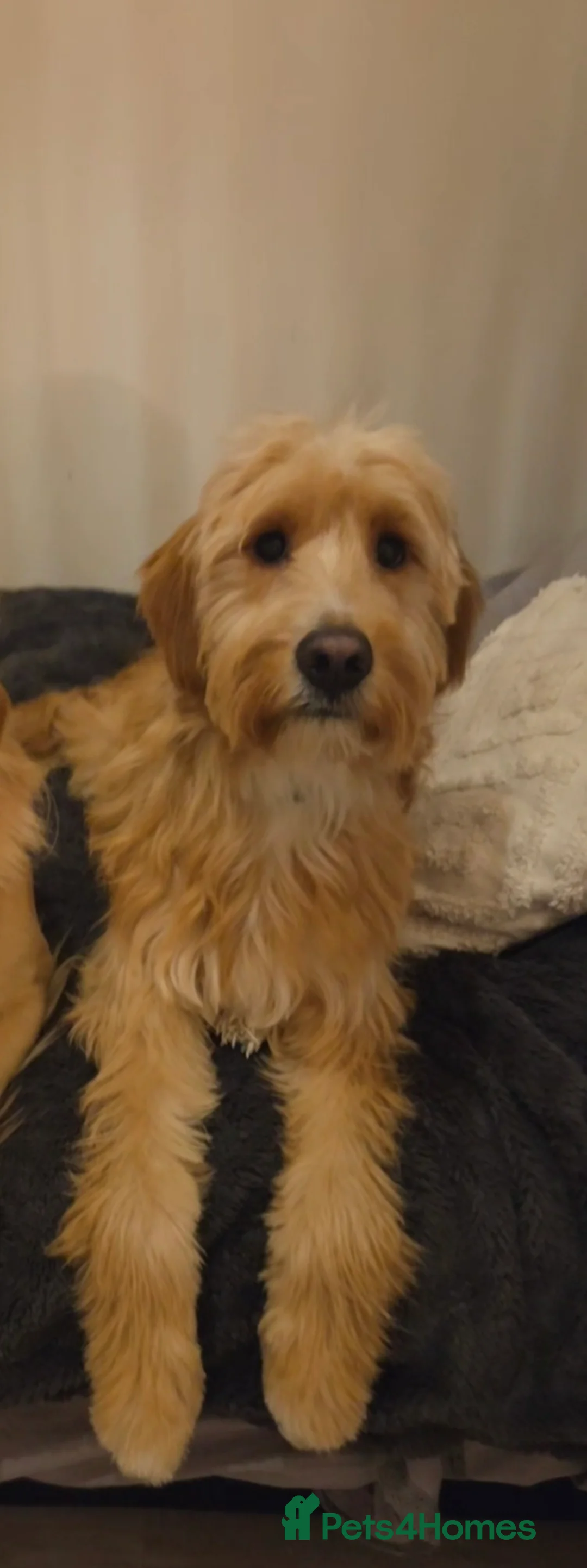 Mixed Breed dogs for sale: Golden Retriever x Cockapoo - Advert 1