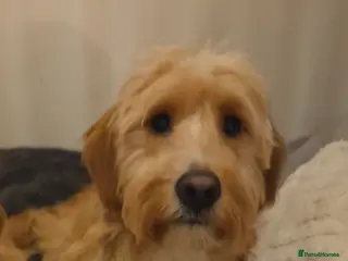 Mixed Breed dogs Golden Retriever x Cockapoo - Advert 13