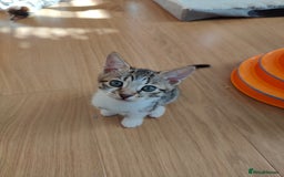 Mixed Breed cats for sale: Bengal mix kittens - Image 11