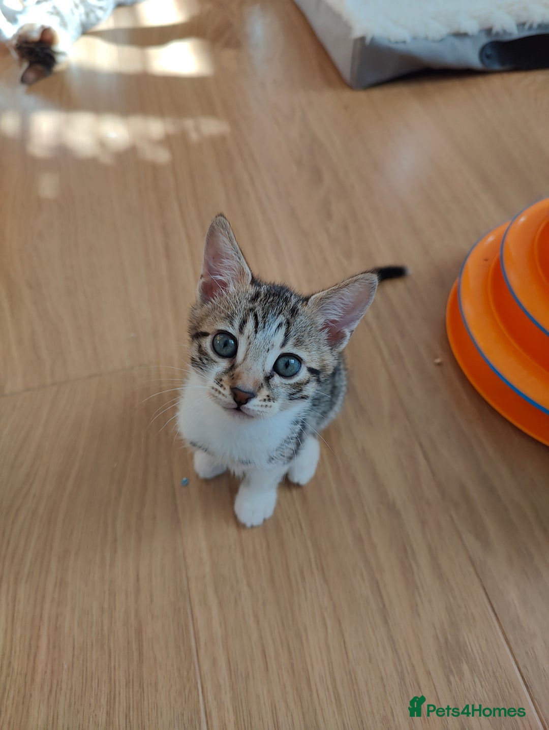 Mixed Breed cats for sale: Bengal mix kittens - Image 11