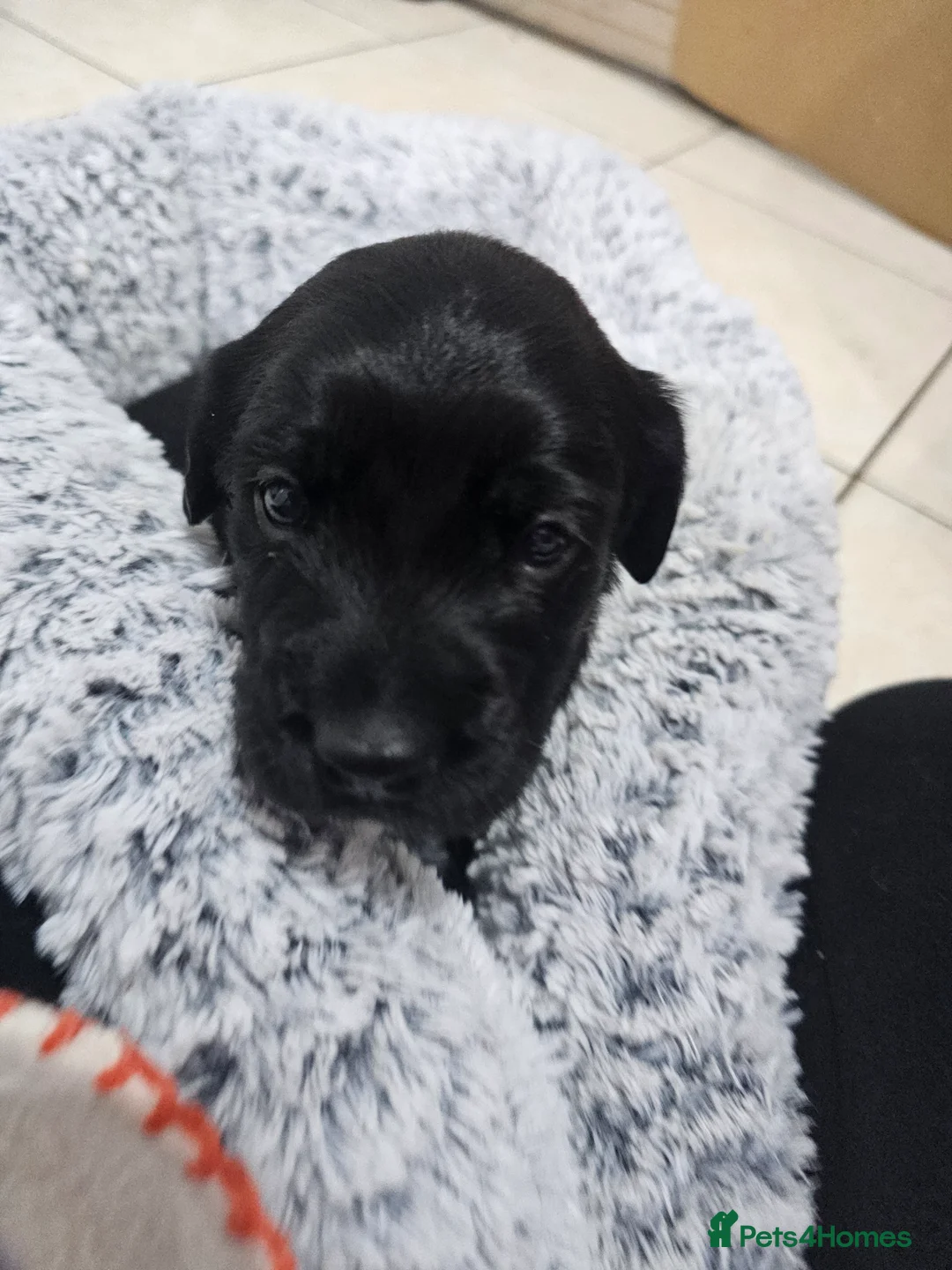 Cockerdor dogs for sale: The most loving Cockerdor/Spanador - Advert 4