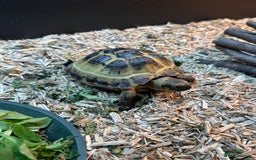 Tortoise reptiles for sale: Horse field tortoise with complete setup  - Image 1