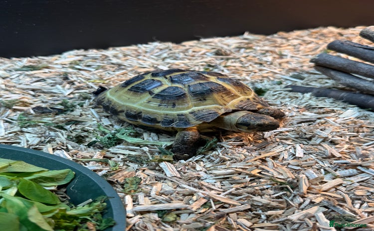 Tortoise reptiles - Advert 1