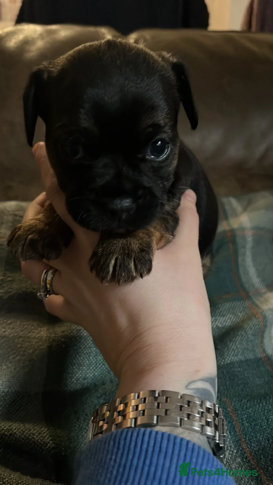 Border Terrier dogs for sale: Pedigree border terrier puppies - Advert 3