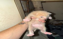 Mixed Breed cats for sale: 4 kitty’s looking for forever homes!  - Image 9