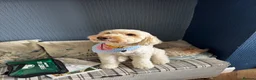 Labradoodle dogs for sale: Seeking new forever home  - Advert 2