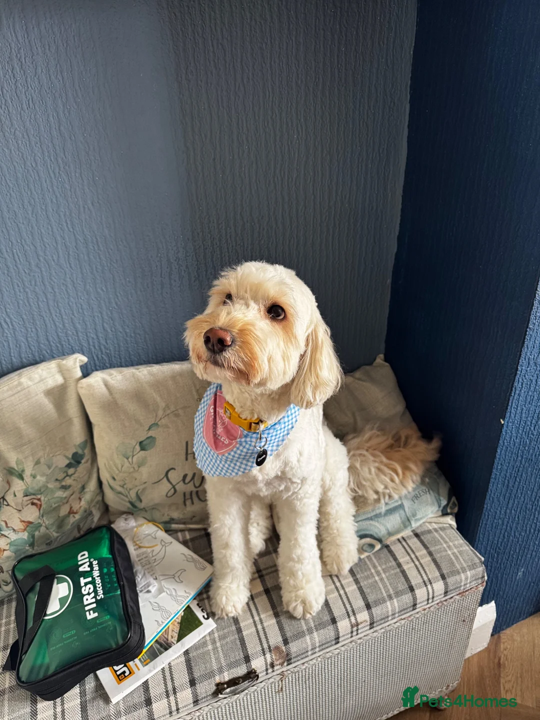 Labradoodle dogs for sale: Seeking new forever home  - Advert 2