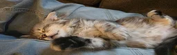 Maine Coon cats for sale: Silver and mixed colour maine coon kittens, female - Advert 25