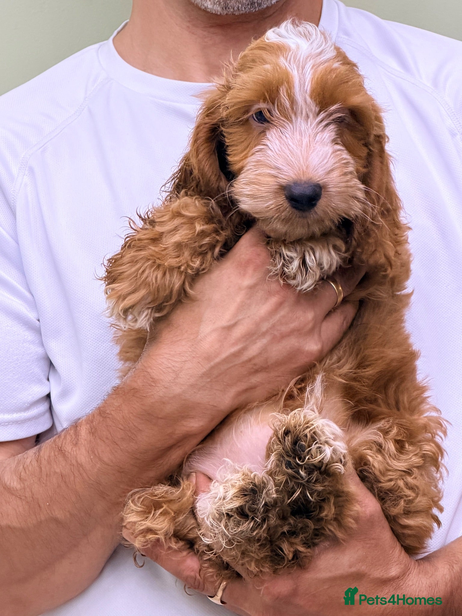Cockapoo dogs F1 Toy Size Beautiful Pups PRA and DNA Tested - Advert 2