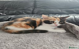 Scottish Fold cats for sale: Adorable Scottish fold Straight Ears Kittens - Image 25