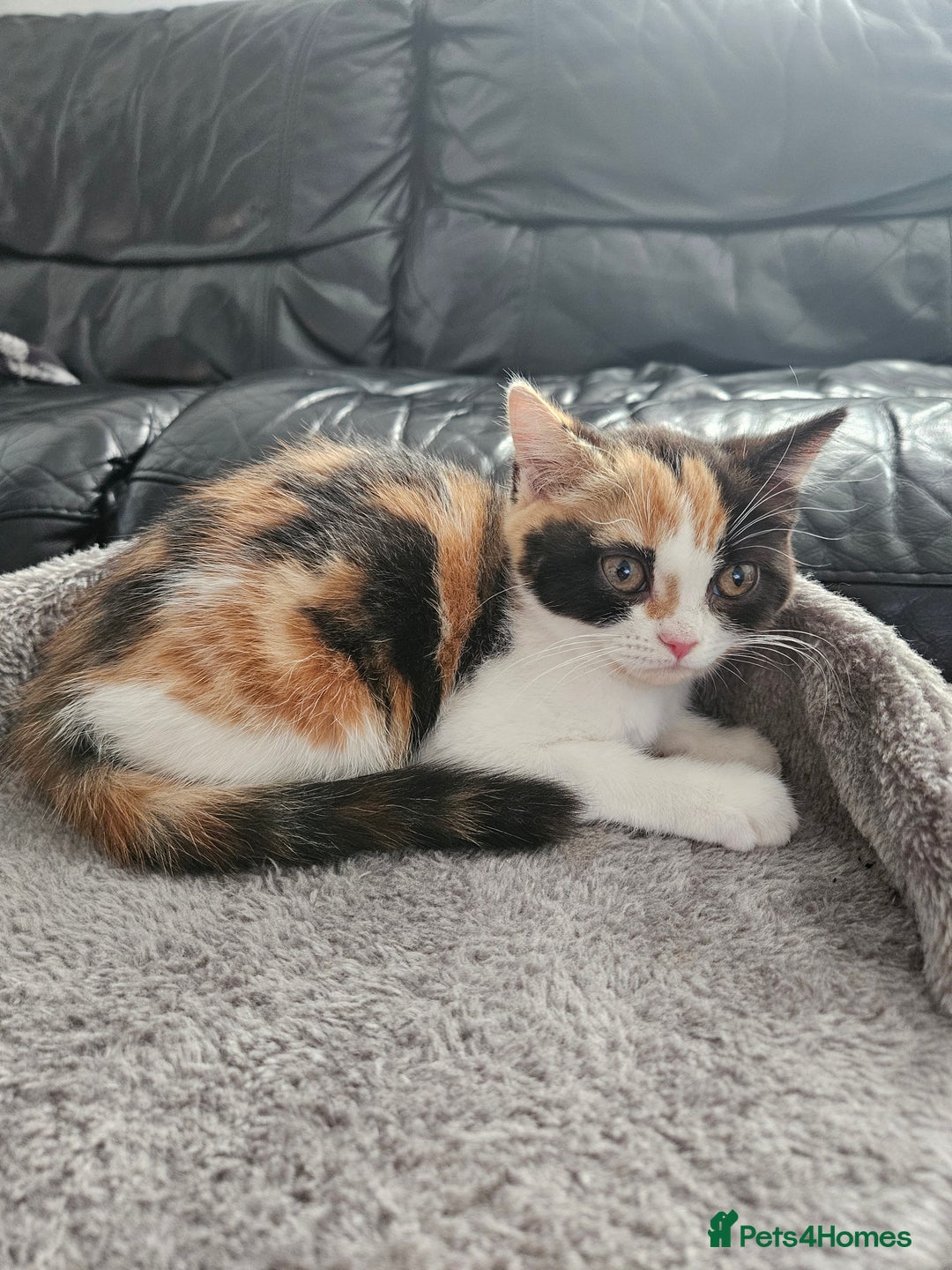 Scottish Fold cats for sale: Adorable Scottish fold Straight Ears Kittens - Image 25