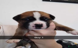 Mixed Breed dogs for sale: Beautiful mastiff cross pups - Image 1