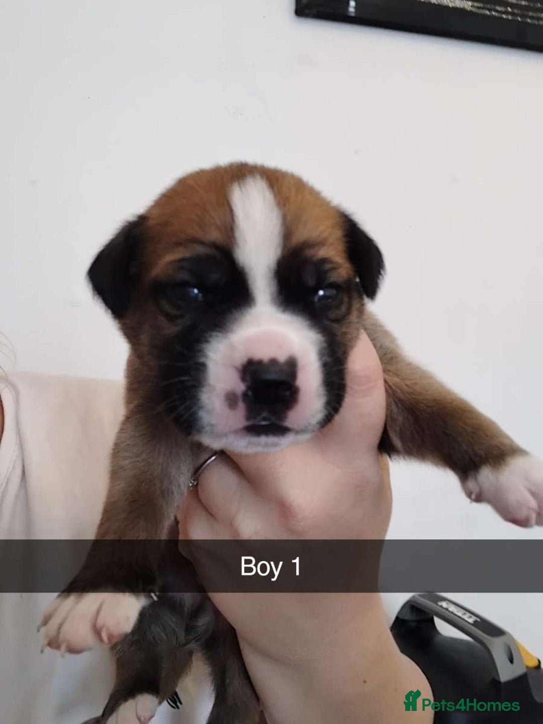 Mixed Breed dogs for sale: Beautiful mastiff cross pups - Image 1