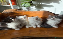 Persian cats for sale: BeautifulPersian Kittens - Image 6