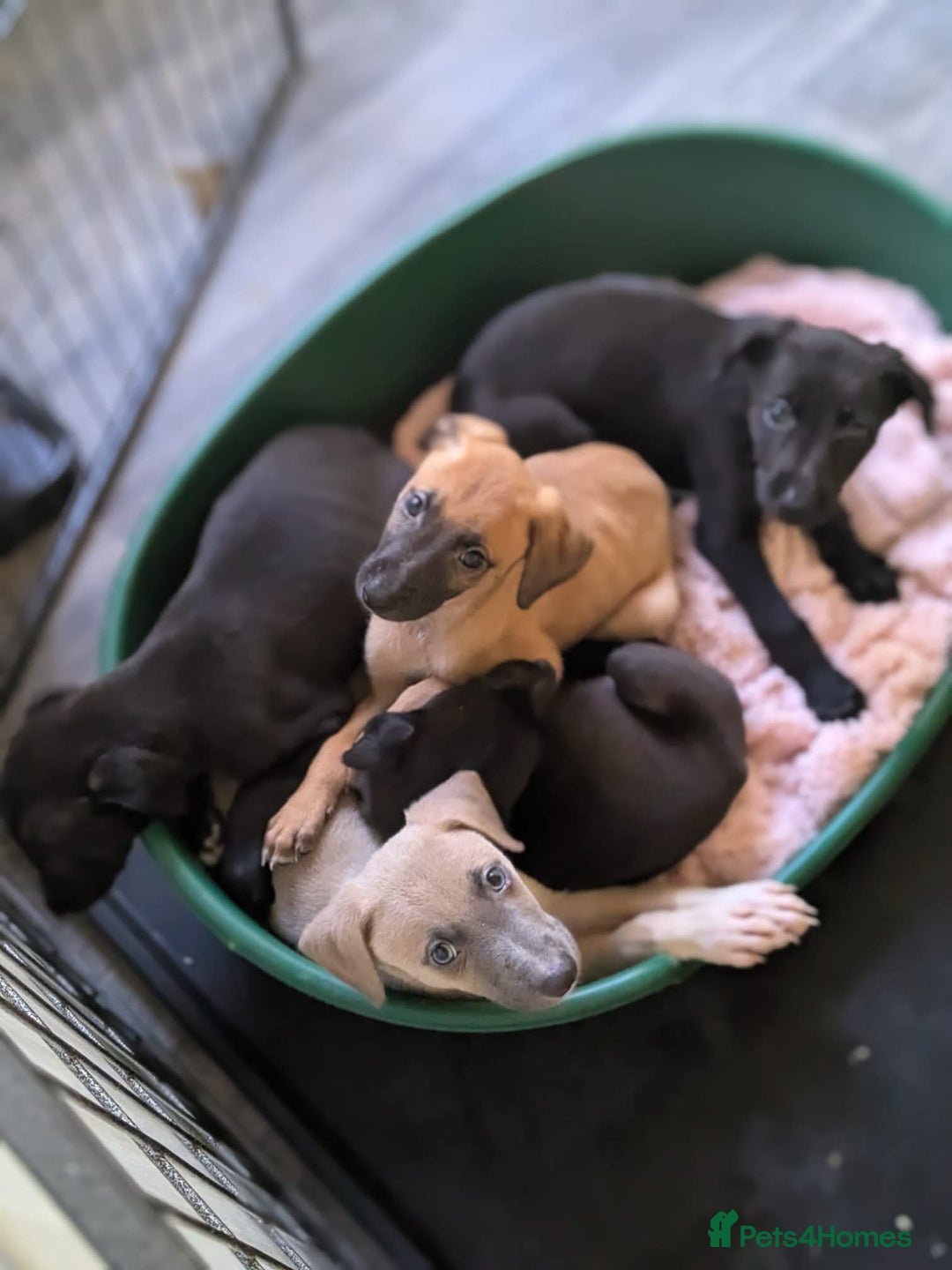 Lurcher dogs for sale: Lurcher pups ready to go to there forever home - Image 23