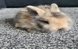 Mini Lion Lop rabbits for sale: Mini lion lops  - Image 1