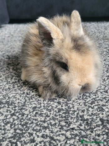 Mini Lion Lop rabbits - Advert 1