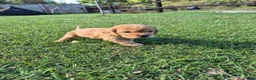 Cocker Spaniel dogs for sale: KC Show Type Cocker Spaniels - Advert 6