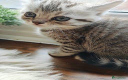 Scottish Fold cats for sale: ❤️Gorgeous Scottish Fold Straight ears kittens❤️ - Image 26
