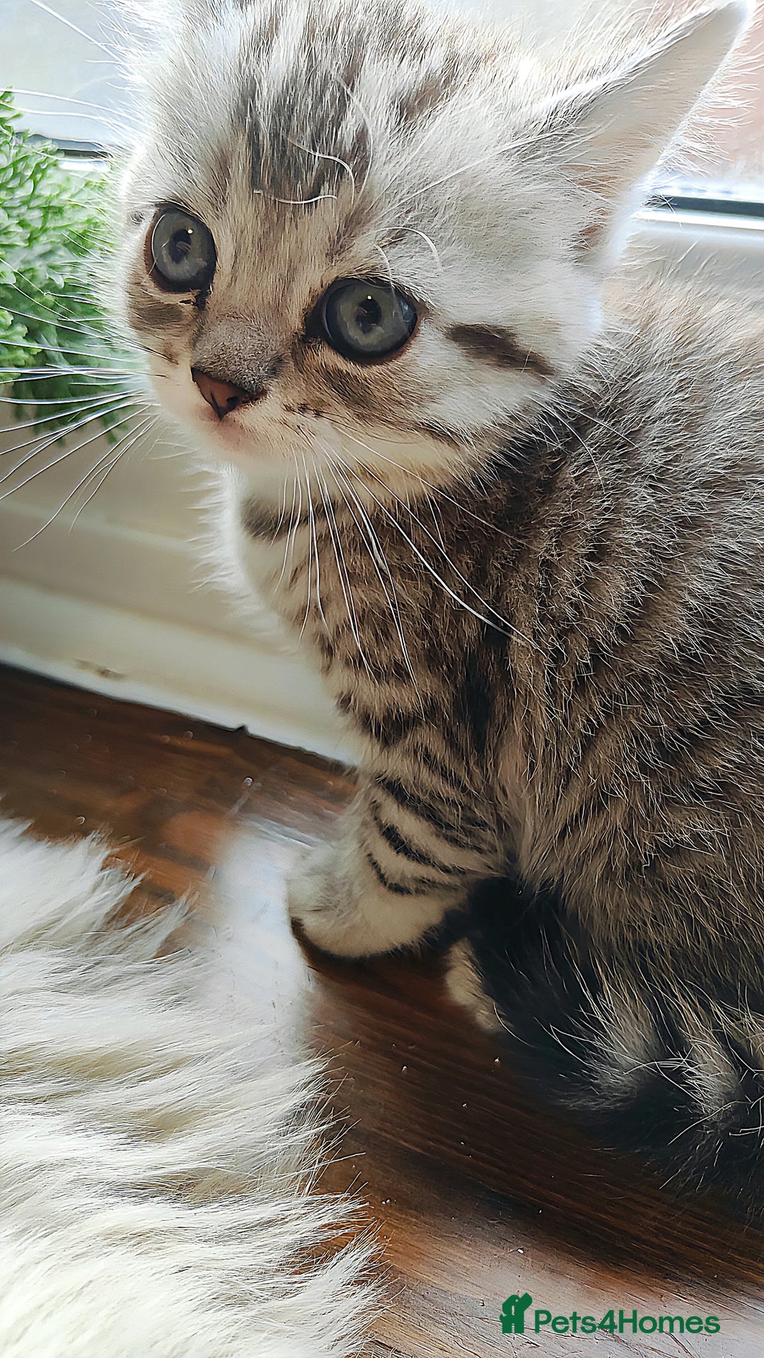 Scottish Fold cats for sale: ❤️Gorgeous Scottish Fold Straight ears kittens❤️ - Image 26