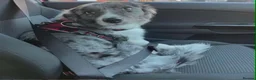 Welsh Collie dogs for sale: Welsh collie - Advert 2