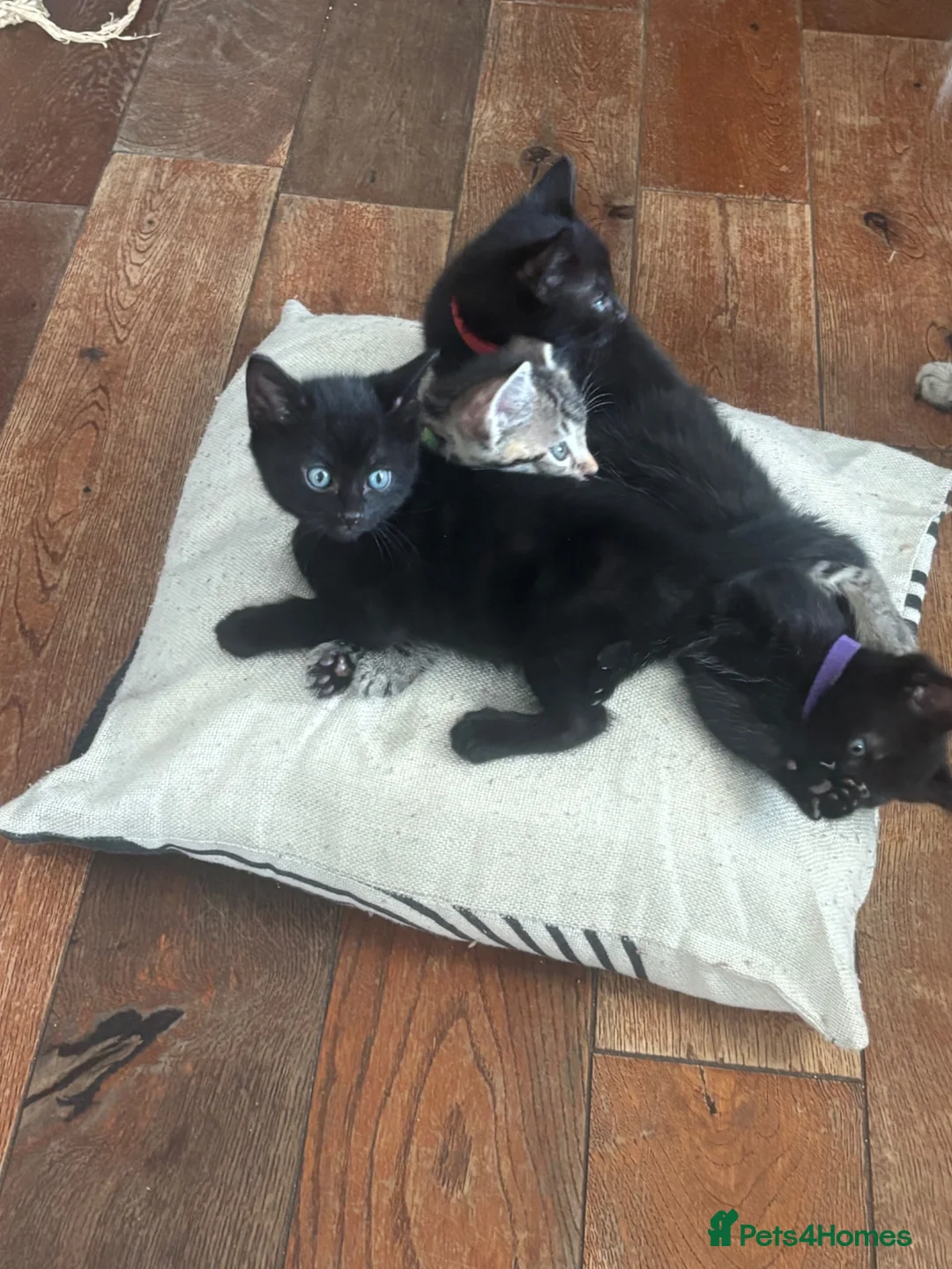 Mixed Breed cats for sale: 3 male kittens  - Advert 1