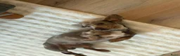 Miniature Dachshund dogs for sale: Male and female Miniature Dachshund  - Advert 3