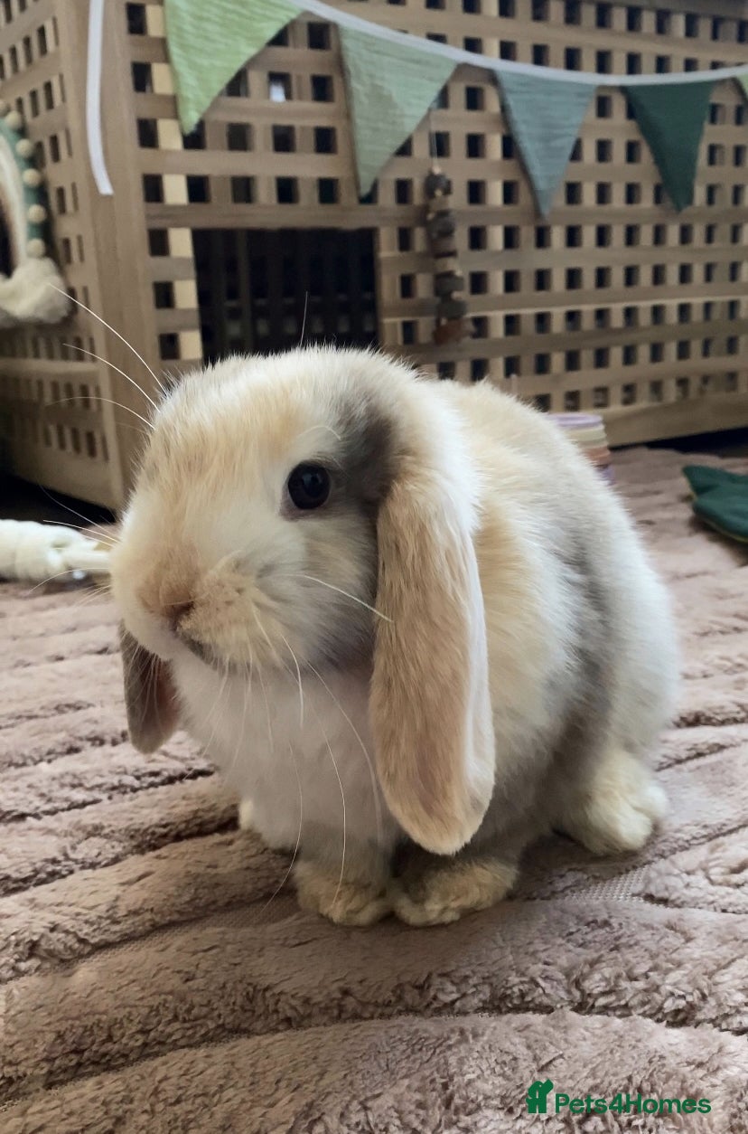 Mini Lop rabbits Adorable baby mini lop - Advert 4