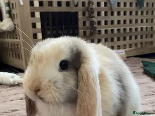 Mini Lop rabbits Adorable baby mini lop - Advert 4