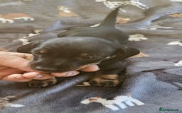 Miniature Dachshund dogs for sale: Miniature Dachshunds Puppies - Image 4