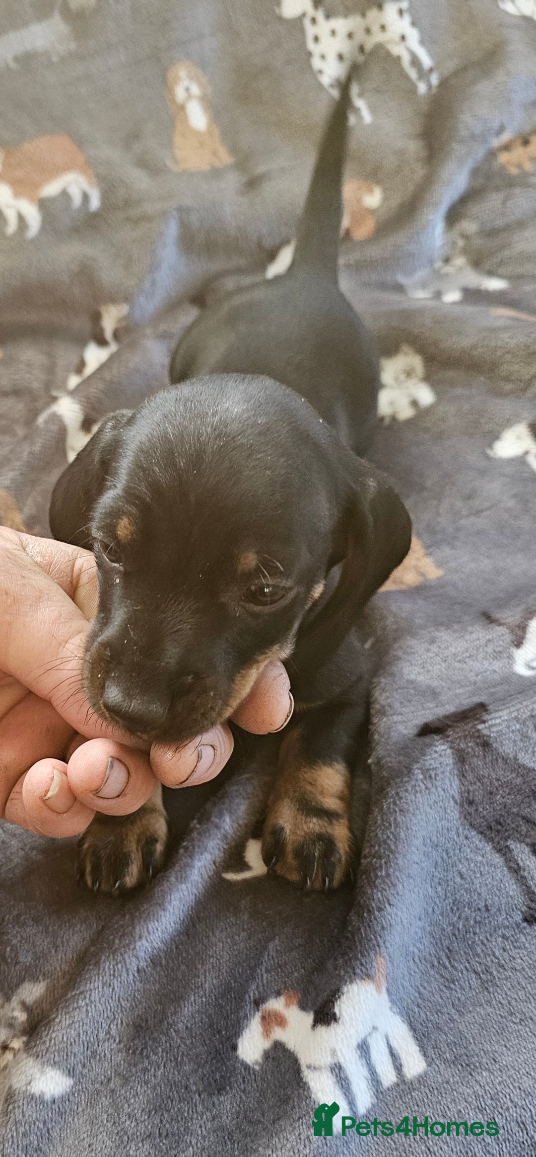 Miniature Dachshund dogs for sale: Miniature Dachshunds Puppies - Image 4