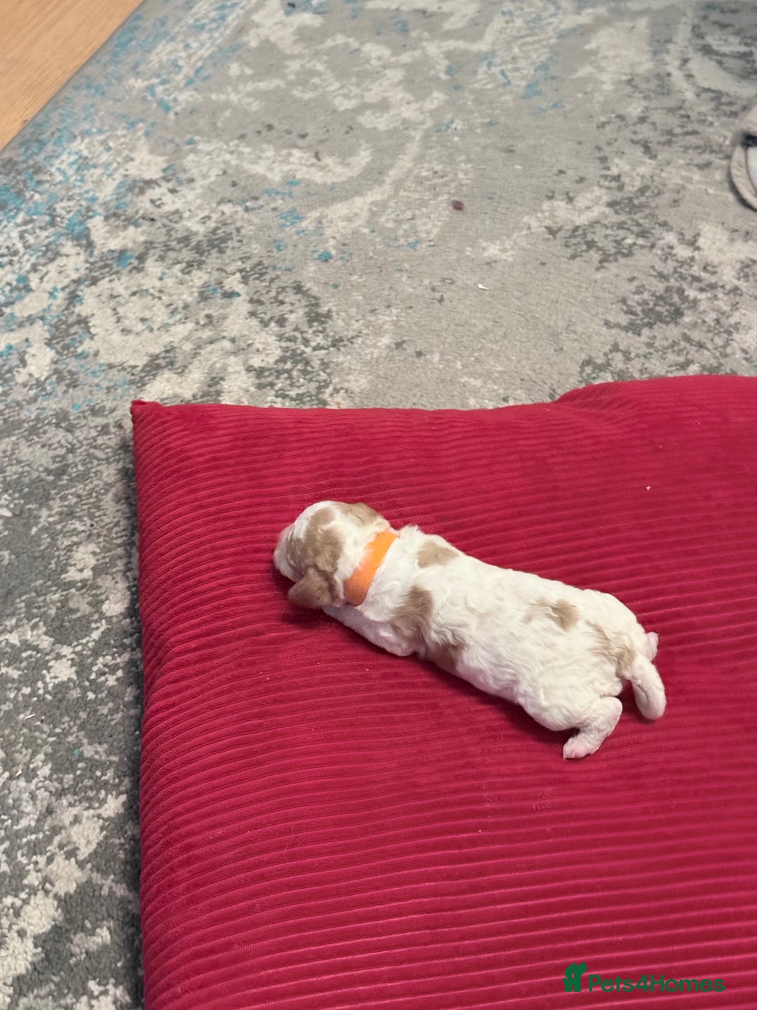 Cavapoo dogs for sale: F2 cavapoo puppies for sale - Advert 2