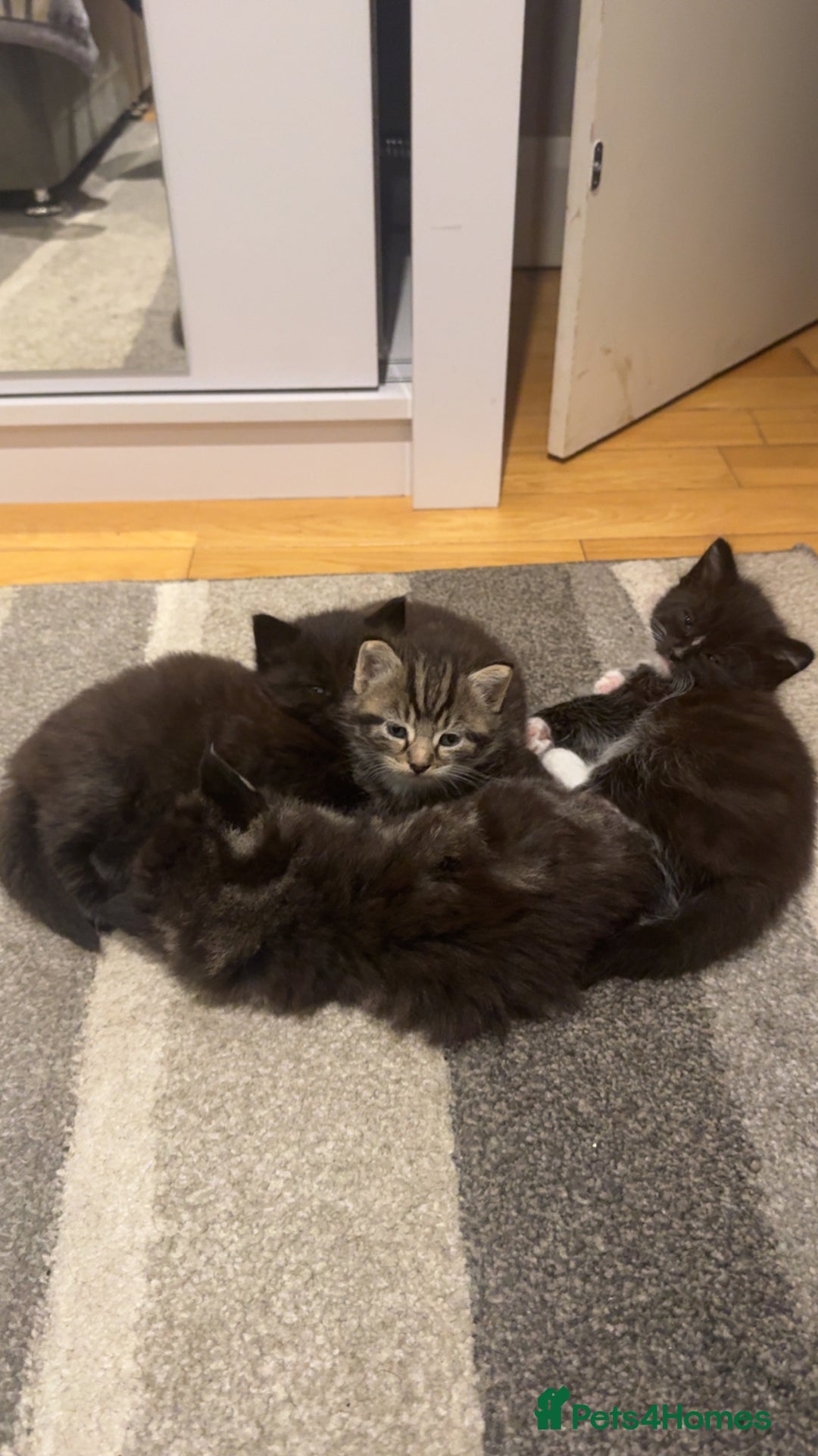 Mixed Breed cats for sale: 🐱4 fluffy male kittens🐱 - Image 2