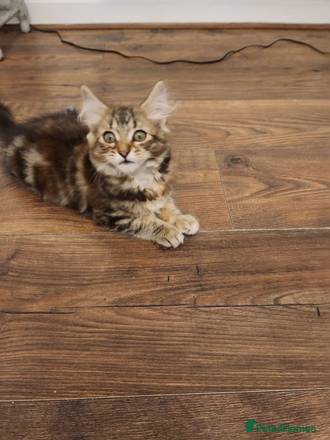 Maine Coon cats for sale: REDUCED due to buyer let down   Ginger girl  - Advert 1