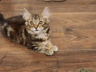Maine Coon cats REDUCED due to buyer let down Ginger girl - Advert 1
