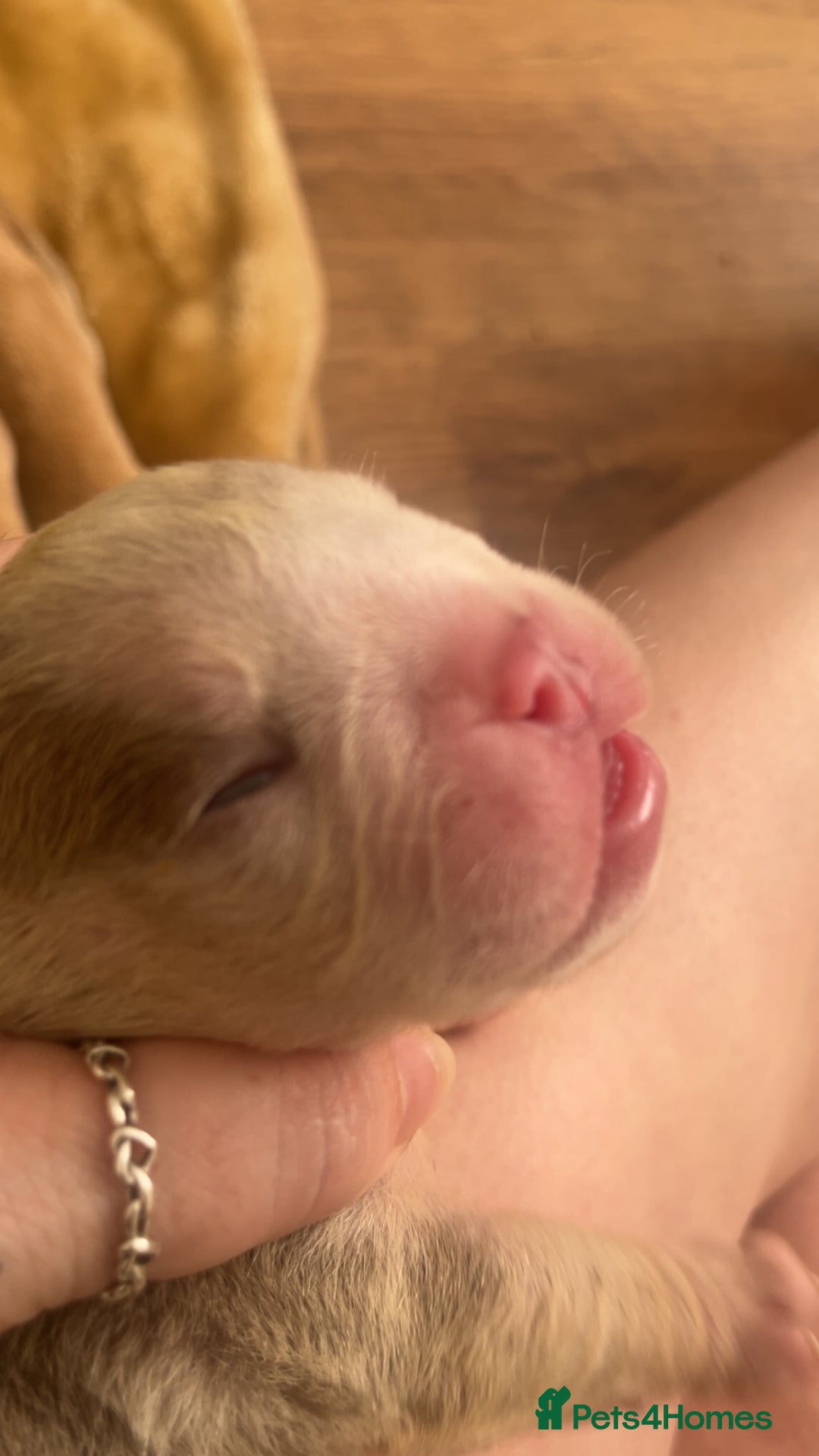 English Bulldog dogs for sale: English Bulldogs  - Image 5