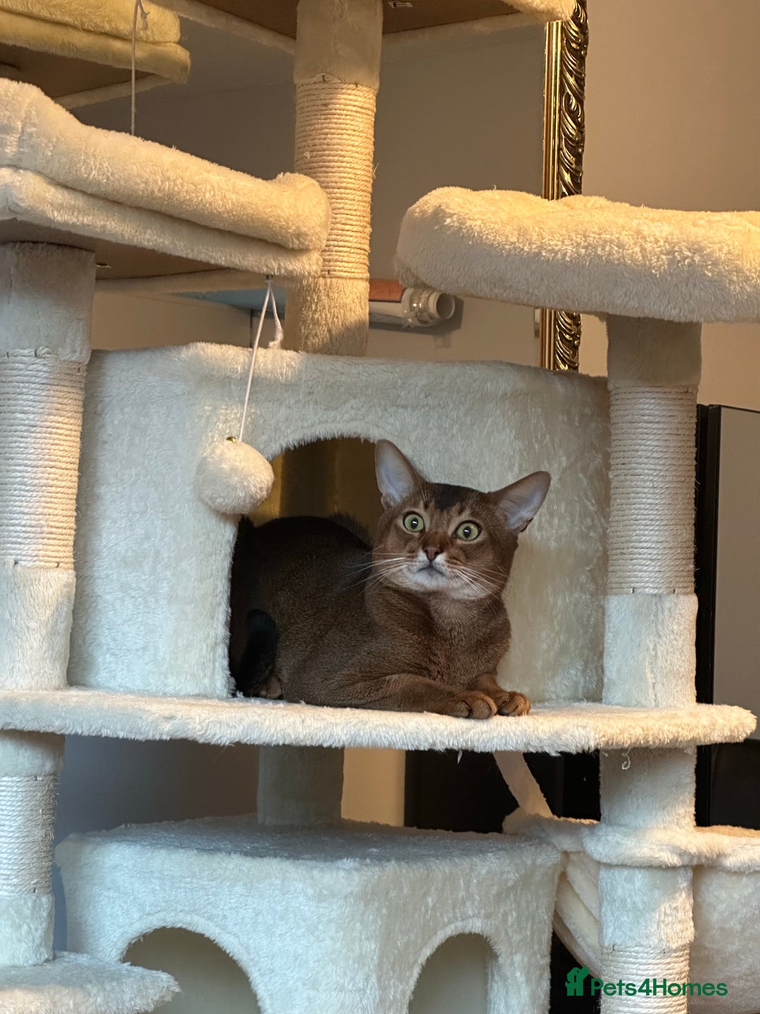 Abyssinian cats for stud: Champion line Aby boy for stud in Romford - Image 20