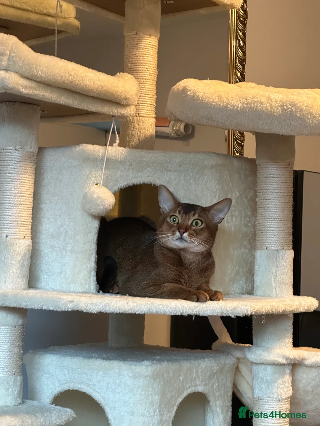 Abyssinian cats for stud: Champion line Aby boy for stud in Romford - Advert 20