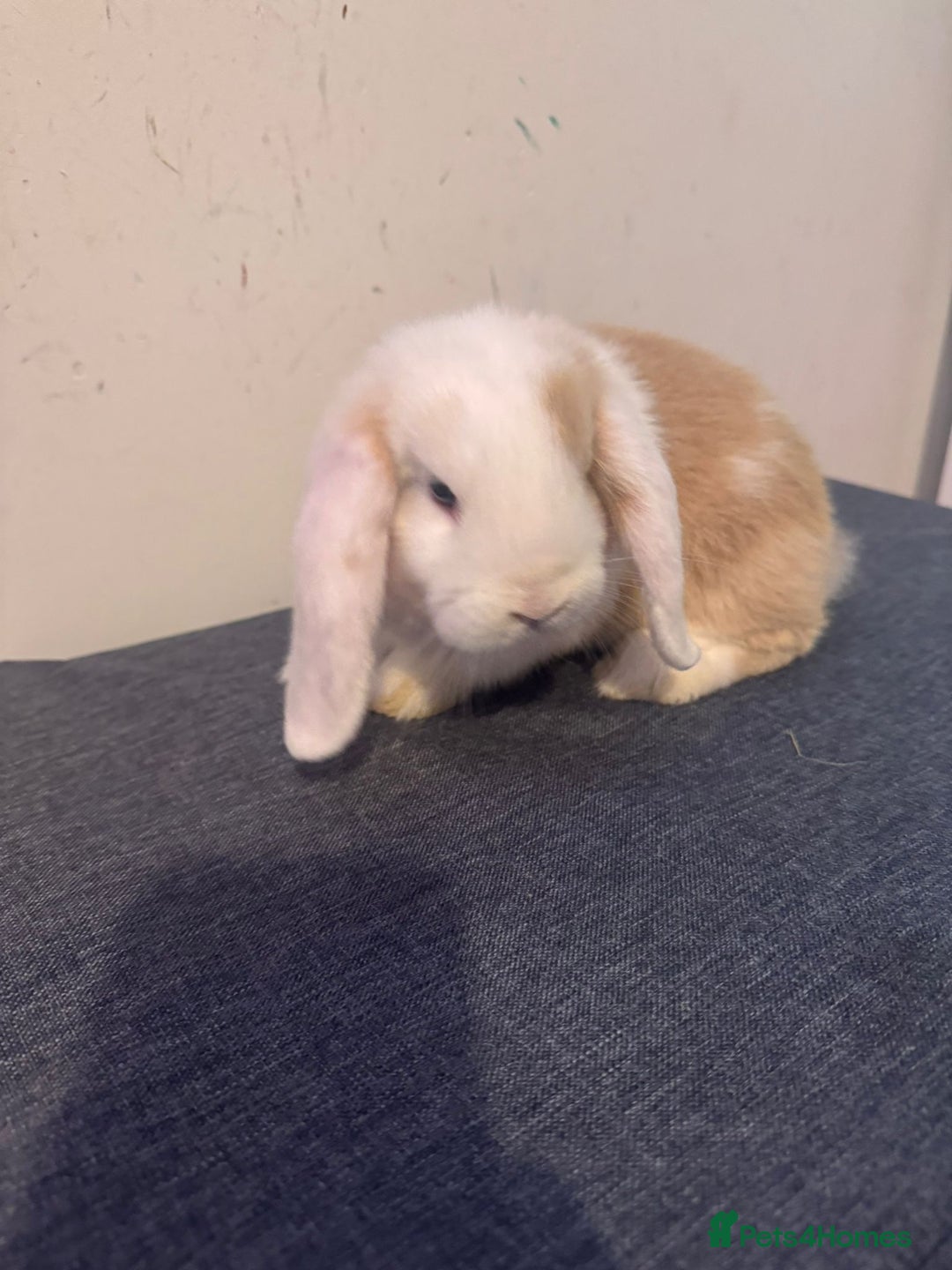 Mini Lop rabbits for sale: Pure mini lop Buck - Image 2