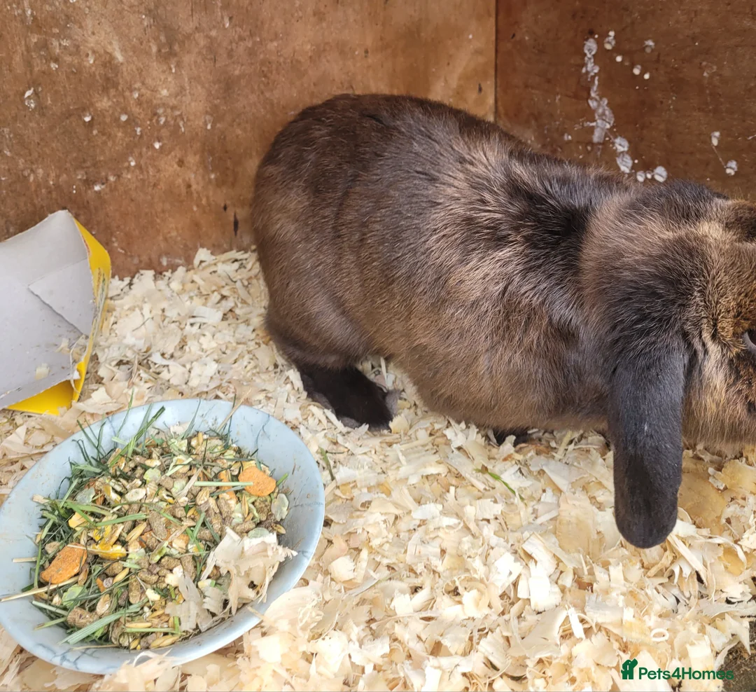 Mixed Breed rabbits for sale: 'Dash' Belgian Hare x Lop - Advert 3