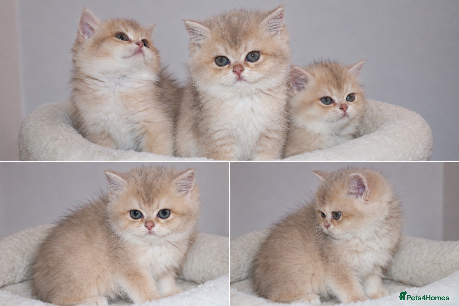 British Shorthair cats Very rare colours Golden British Shorthairs - Advert 5