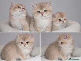British Shorthair cats Very rare colours Golden British Shorthairs - Advert 5