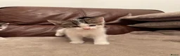 Mixed Breed cats for sale: Beautiful kittens  - Advert 5