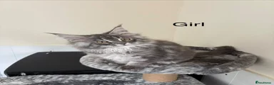 Maine Coon 3