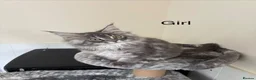 Maine Coon cats for sale: Pure breed Maine coon kittens  - Advert 21