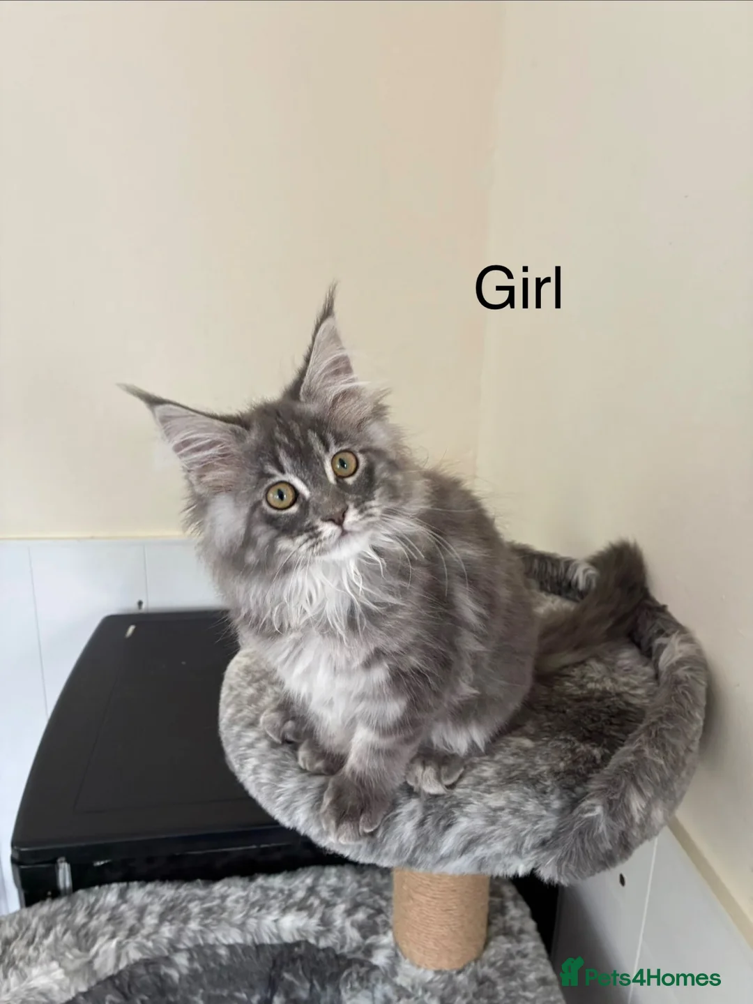 Maine Coon cats for sale: Pure breed Maine coon kittens  - Advert 21
