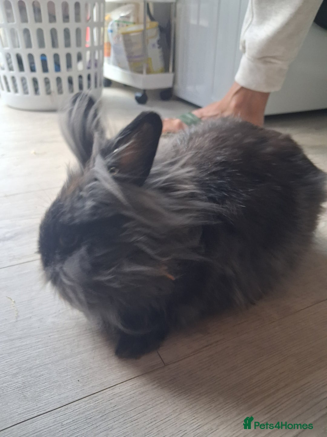 Lionhead rabbits for sale: Lionhead  - Advert 5
