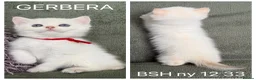 British Shorthair cats for sale: Unique British shorthair golden kittens  - Advert 19