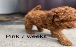 Toy Poodle dogs for sale: Asian Toy Poodle Puppies  - Image 25